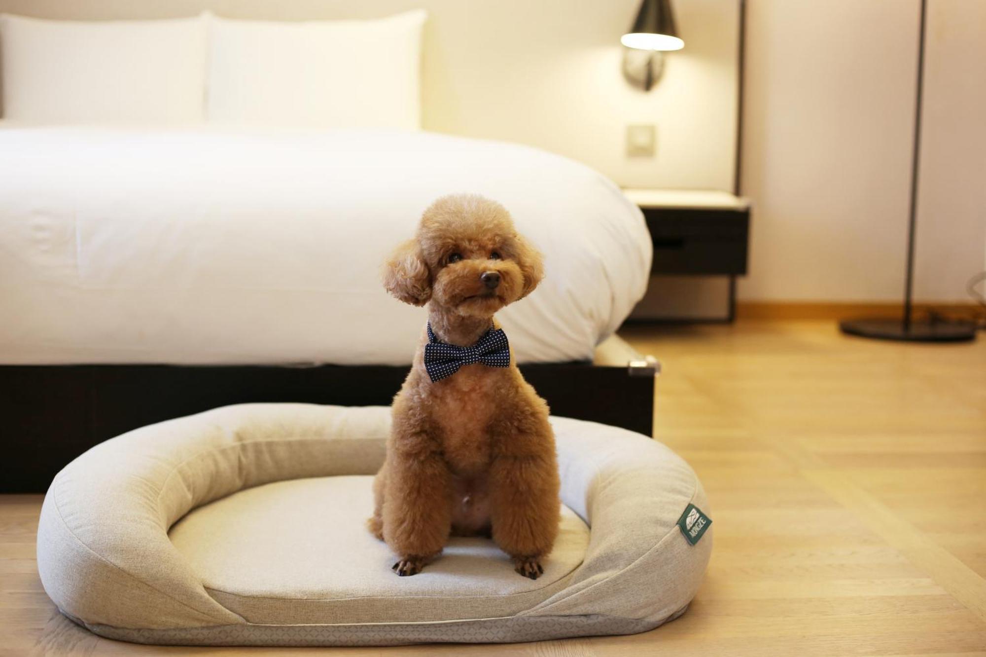 Maison Glad Jeju Dış mekan fotoğraf