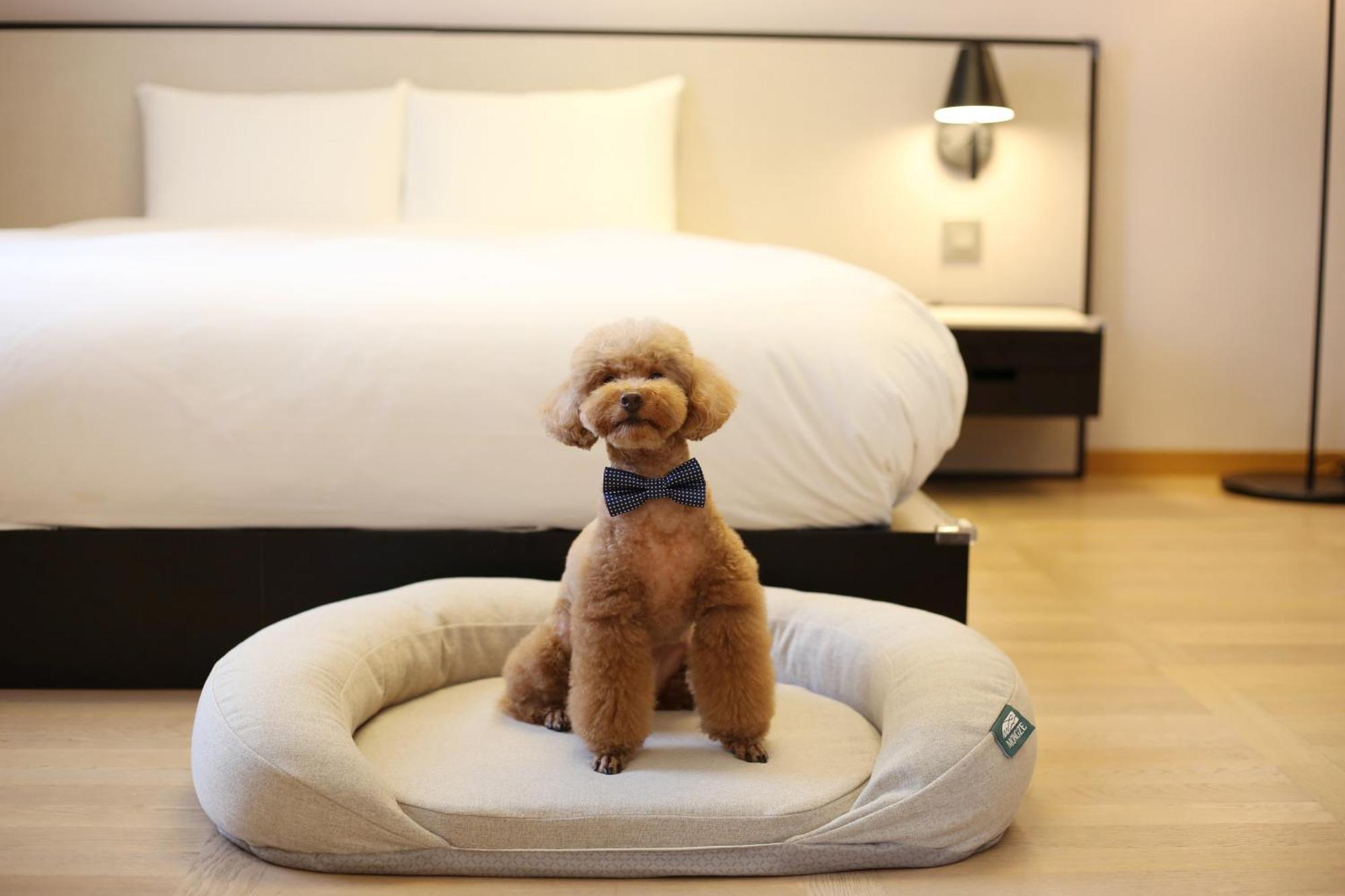Maison Glad Jeju Dış mekan fotoğraf
