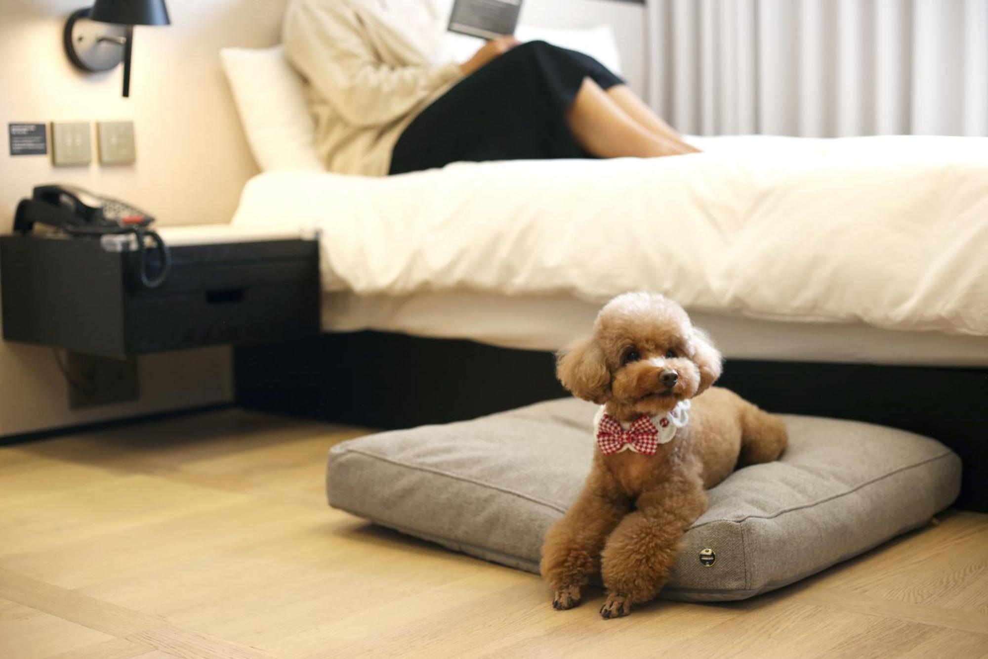 Maison Glad Jeju Dış mekan fotoğraf